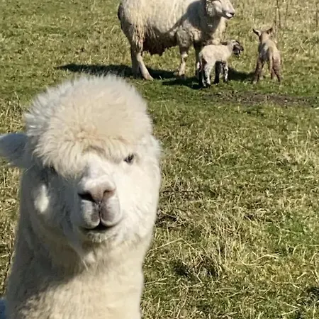 The In The Woods Domek alpejski