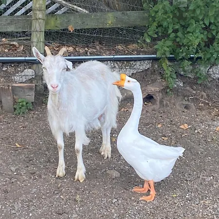 The In The Woods Dağ evi Dublin