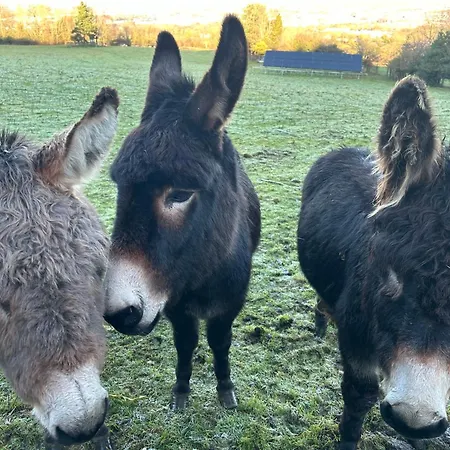 Chalet The In The Woods