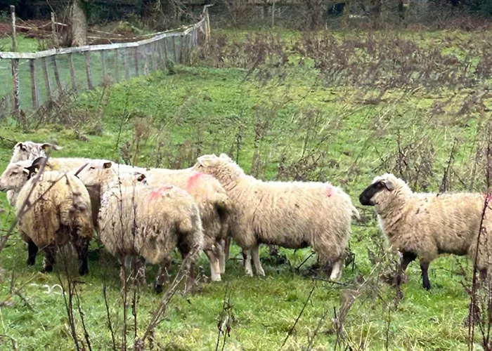 The In The Woods Chalet Dublin