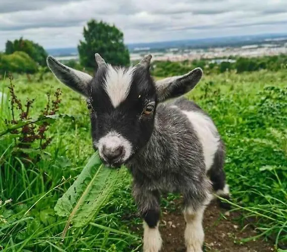 The In The Woods Chalet *