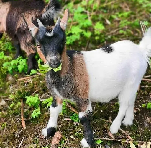 The In The Woods * Dublin