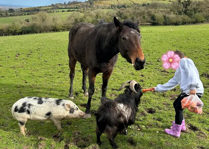 The In The Woods * Dublin