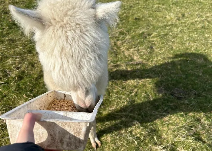 The In The Woods * Dublin