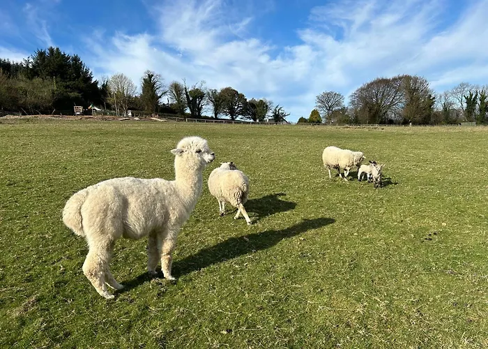 The In The Woods Chalet *