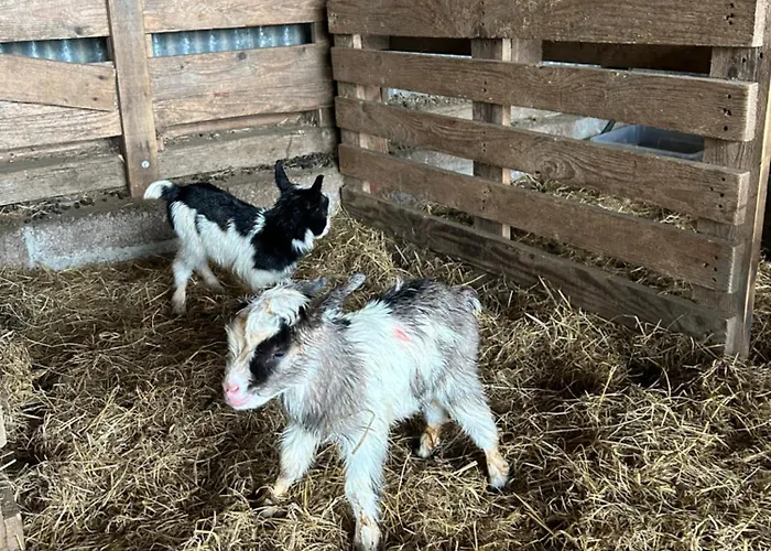 The In The Woods Chalet Dublin