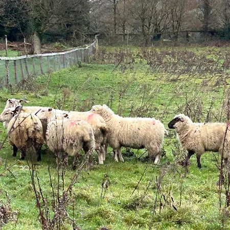 The In The Woods شاليه دبلن