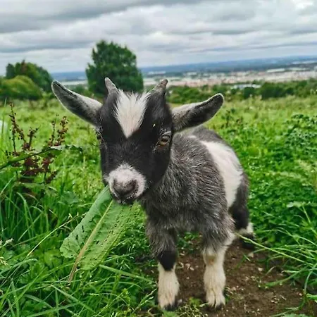 The In The Woods شاليه *