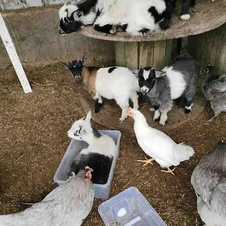 شاليه The In The Woods