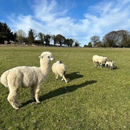 The In The Woods شاليه *