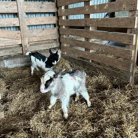 The In The Woods شاليه دبلن