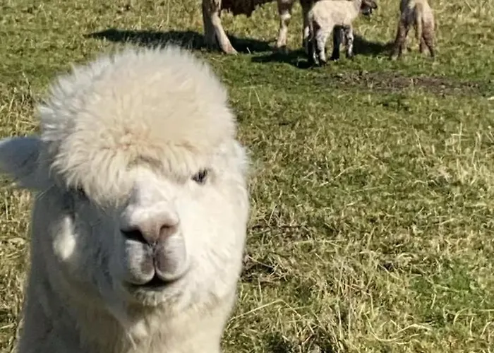 The In The Woods Chalet