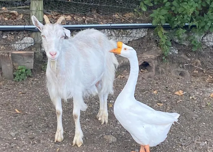 The In The Woods Chalet Dublino