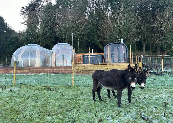 The In The Woods * Dublino