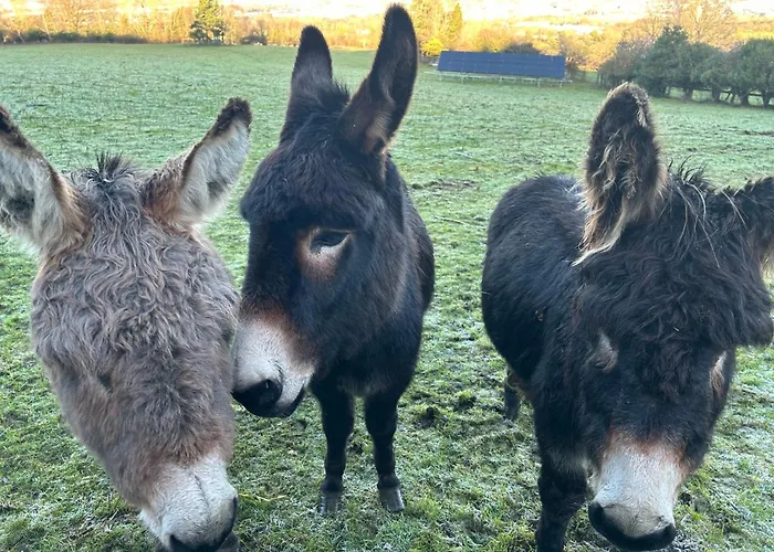 Chalet The In The Woods