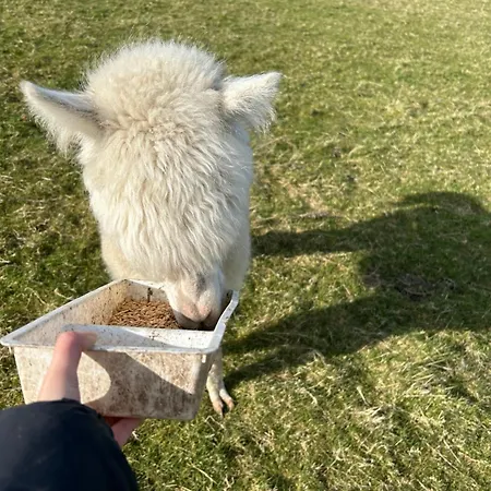 The In The Woods * 都柏林