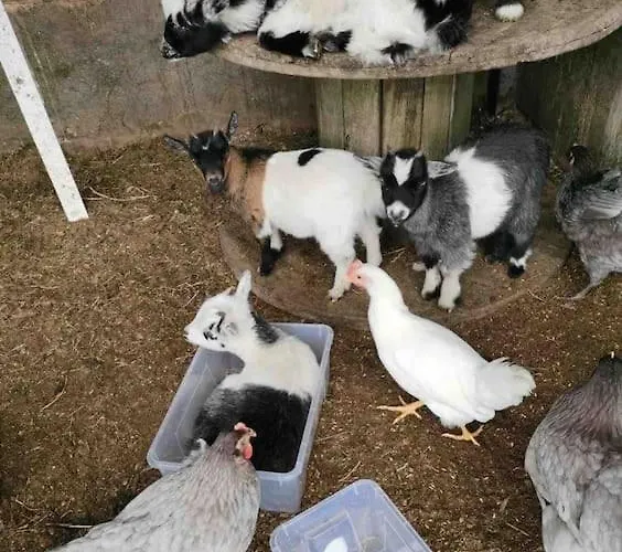 Chalé The In The Woods